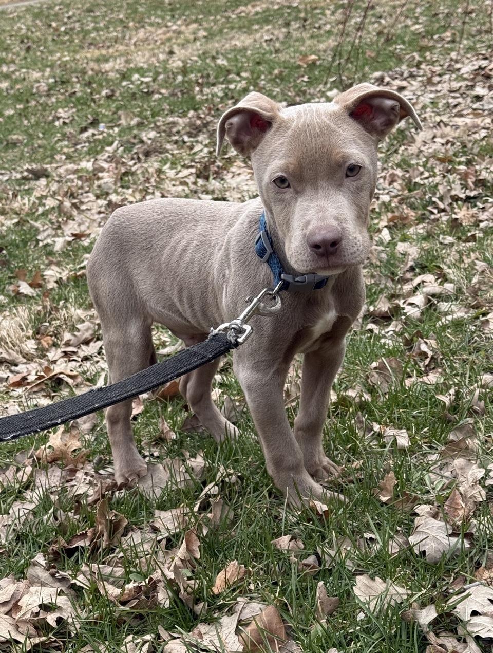 Enlarge Lucky, an adopted Mixed Breed in Oxford, MI image 3/6