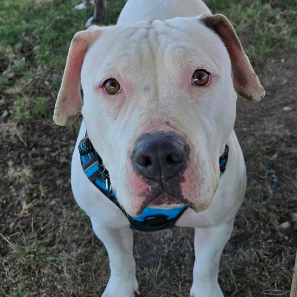 Enlarge Eden, a Adoptable mixed breed in Lima, OH image 1/3