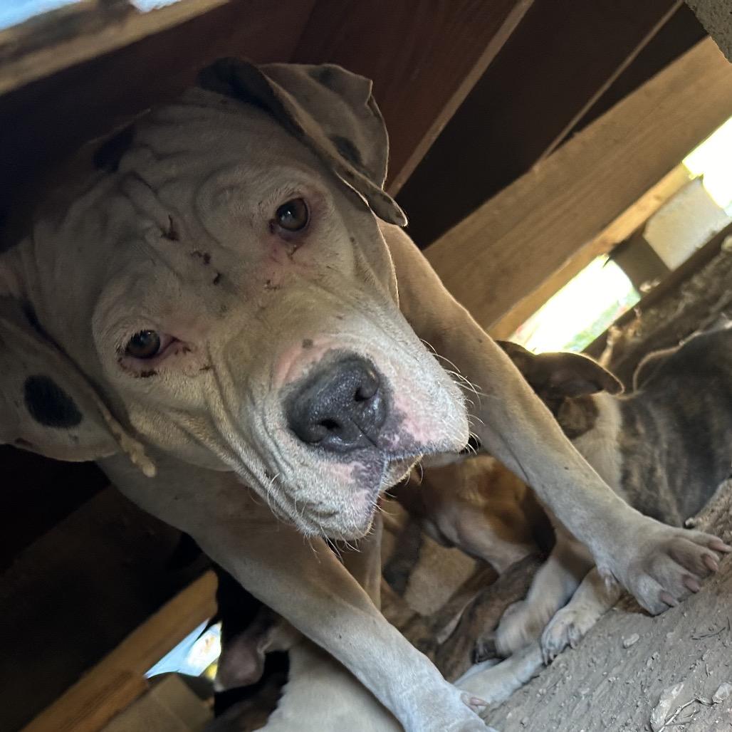 Enlarge Eden, a Adoptable mixed breed in Lima, OH image 2/3