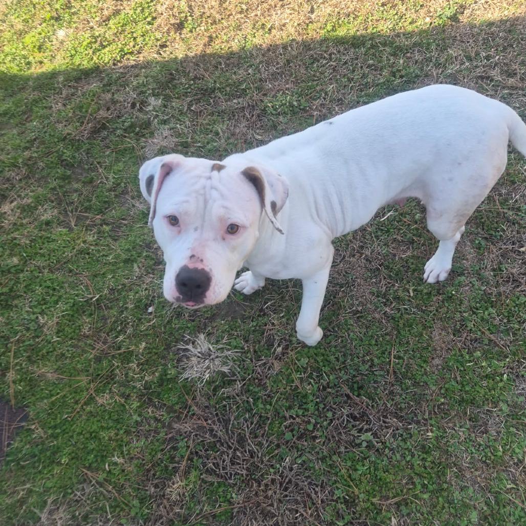 Enlarge Eden, a Adoptable mixed breed in Lima, OH image 3/3