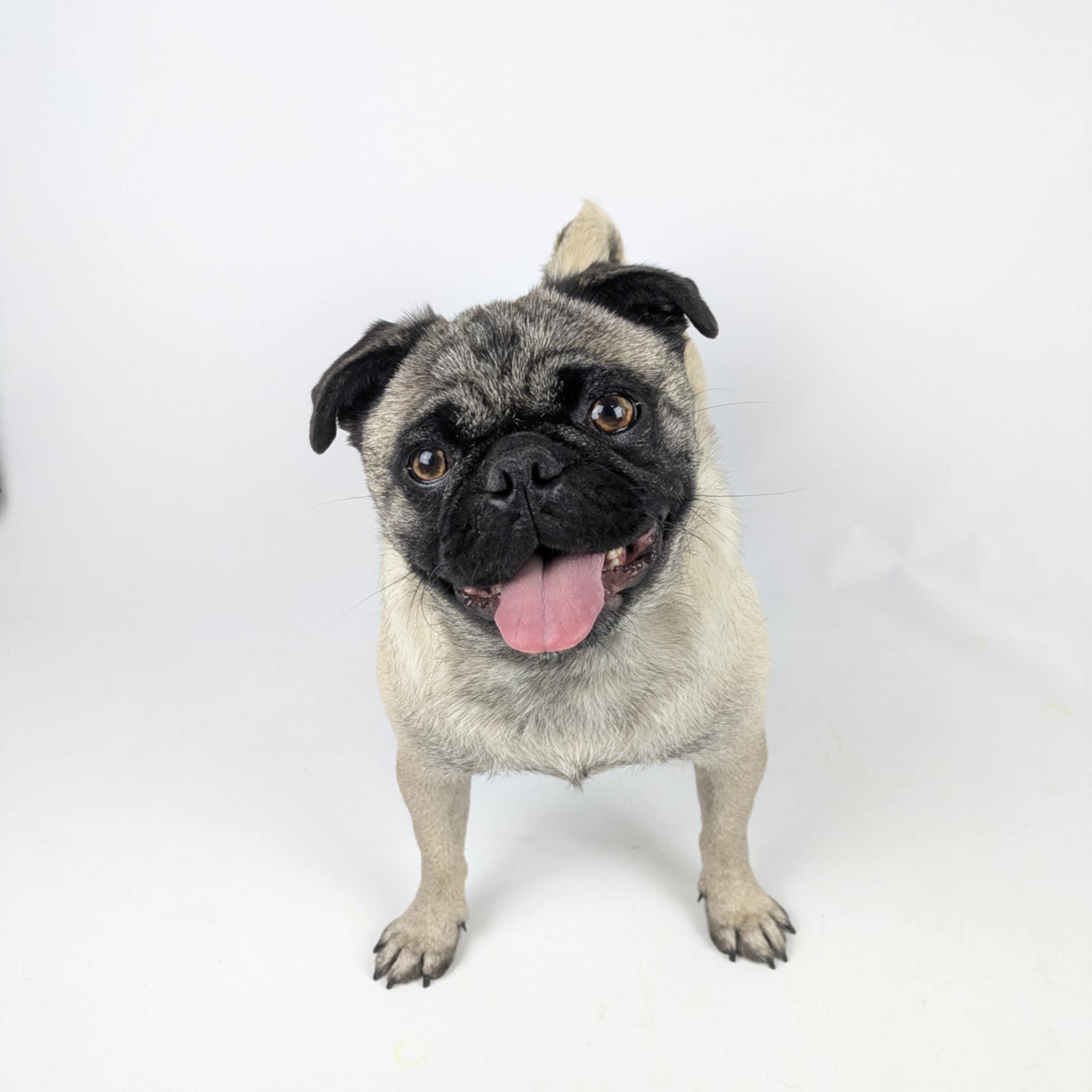 Gladys, adopted, Adult Female Pug.