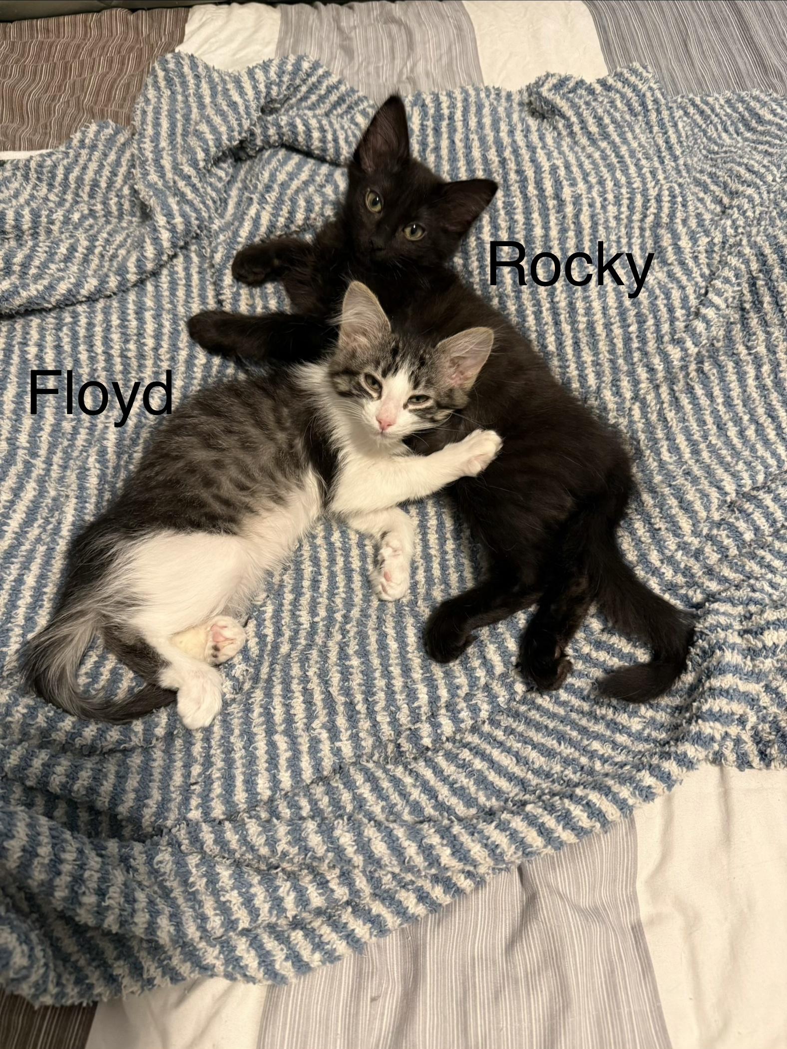 Rocky (bonded pair), Adoptable, Young Male Domestic Medium Hair.