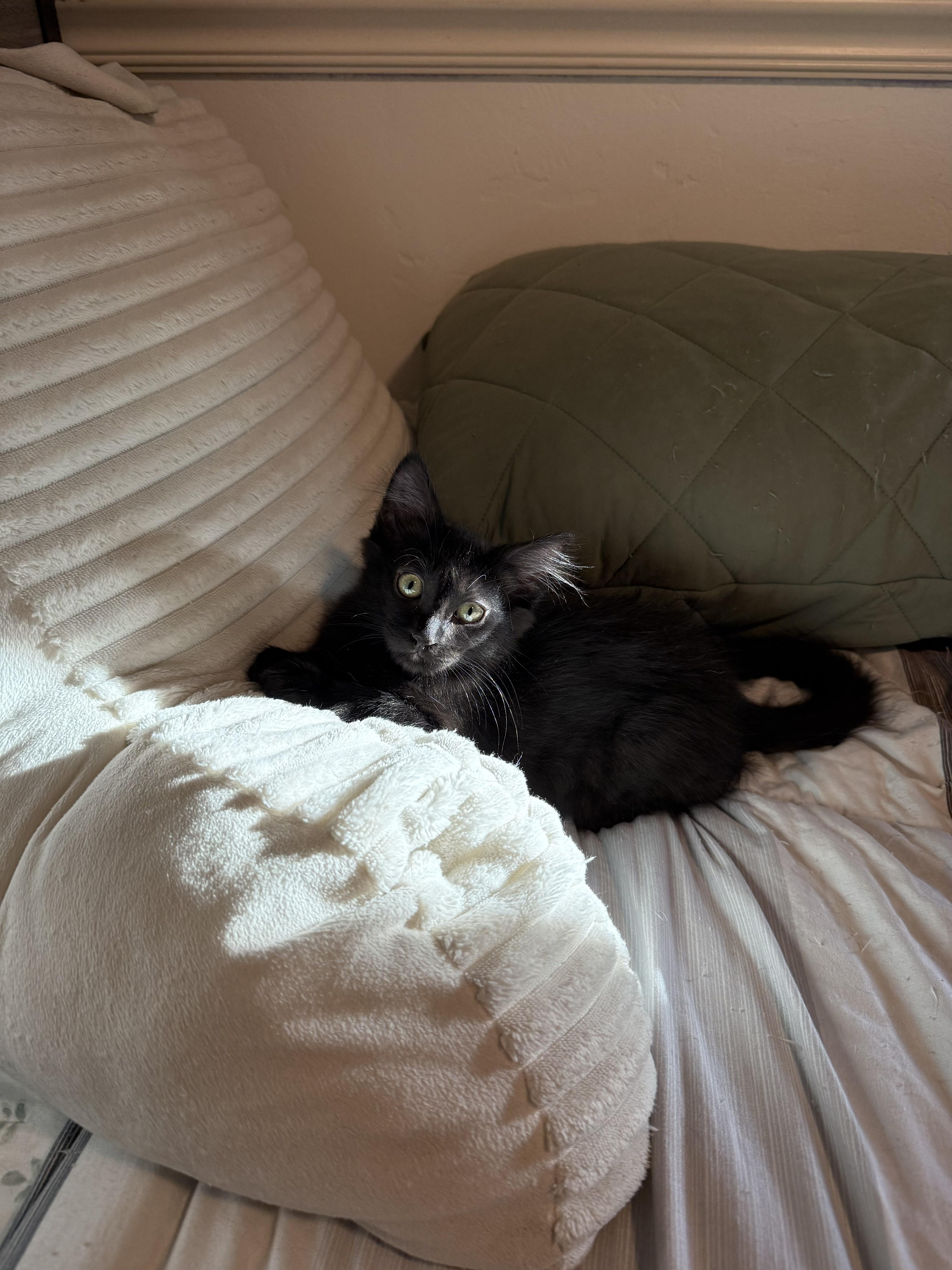 Enlarge Rocky (bonded pair), a Adoptable Domestic Medium Hair in Tucson, AZ image 3/3