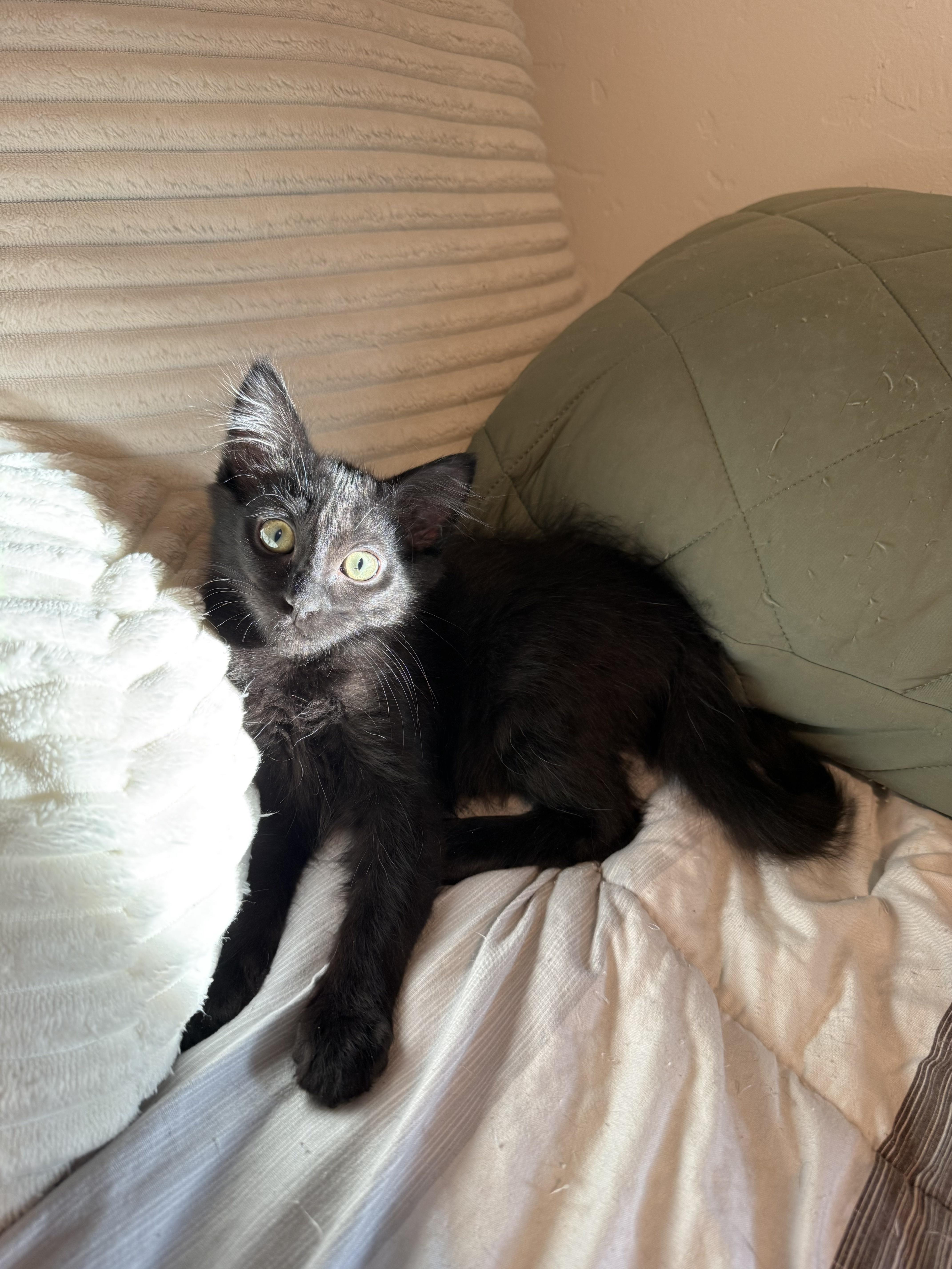 Enlarge Rocky (bonded pair), a Adoptable Domestic Medium Hair in Tucson, AZ image 2/3