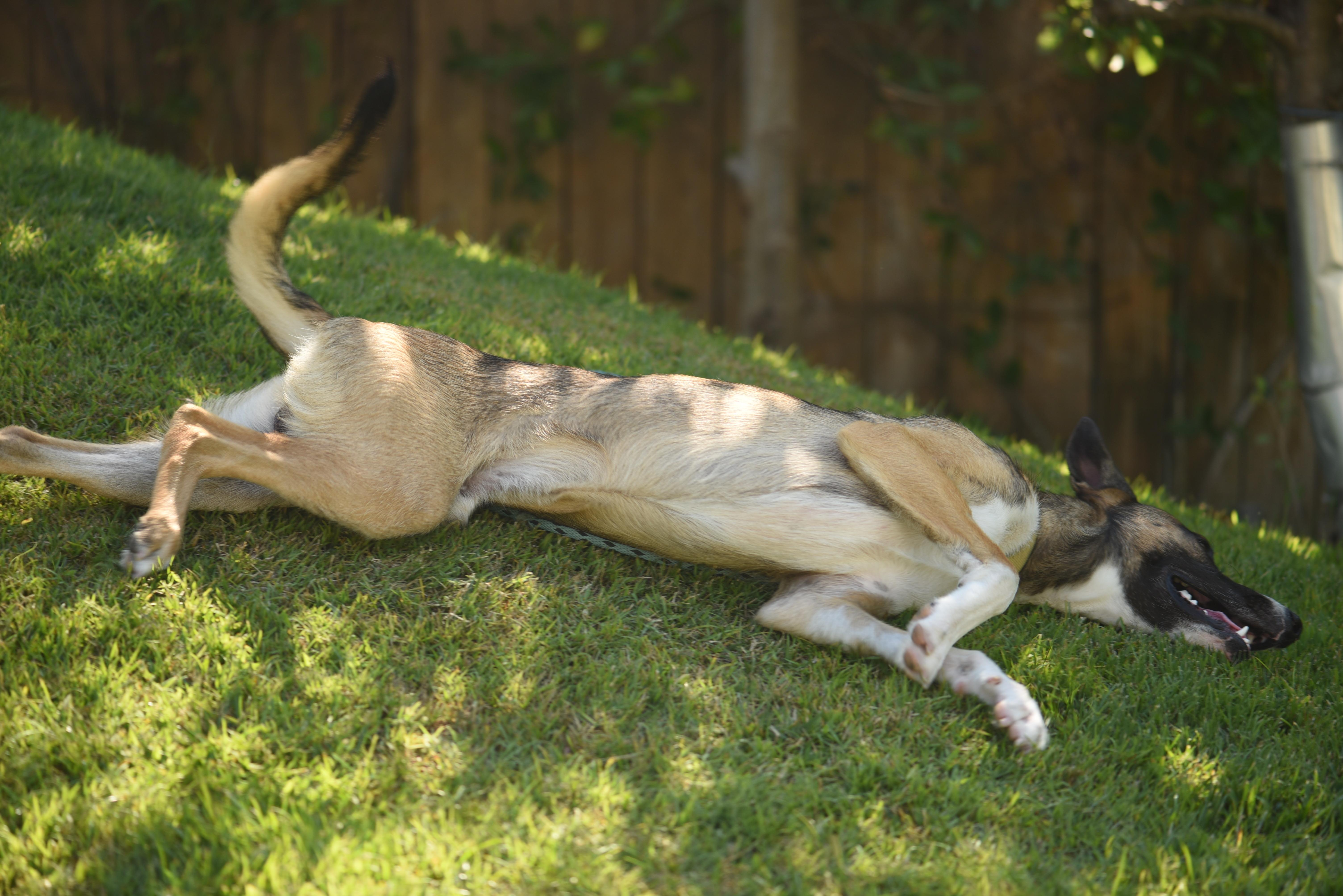 Luke, a Adoptable mixed breed in oriskany, NY image 4/5