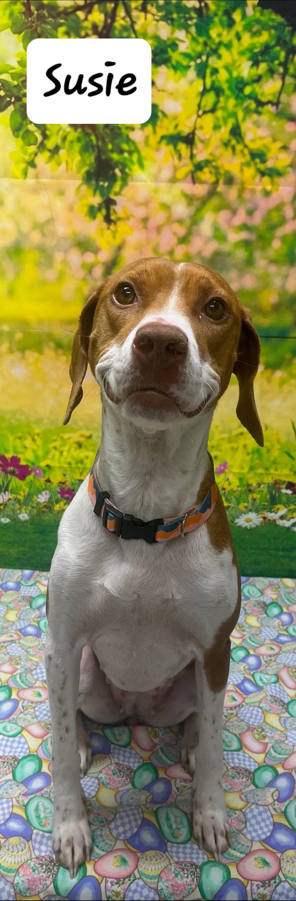 Susie, Adult Female unknown