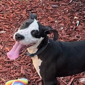 NalaNala, an adoptable Terrier, Bulldog in Key West, FL, 33040 | Photo Image 2