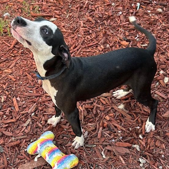 NalaNala, an adoptable Terrier, Bulldog in Key West, FL, 33040 | Photo Image 3