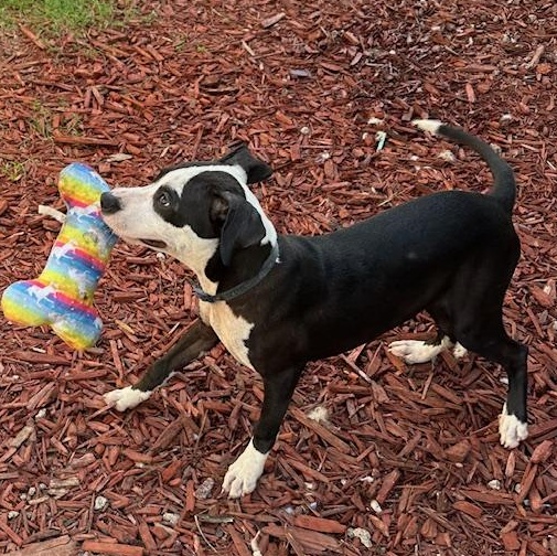 NalaNala, an adoptable Terrier, Bulldog in Key West, FL, 33040 | Photo Image 5