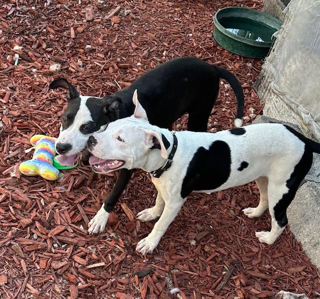 NalaNala, an adoptable Terrier, Bulldog in Key West, FL, 33040 | Photo Image 6