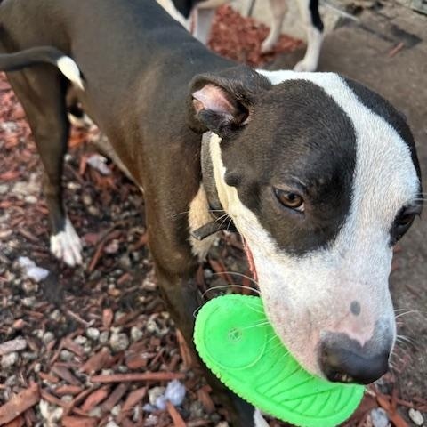NalaNala, an adoptable Terrier, Bulldog in Key West, FL, 33040 | Photo Image 4