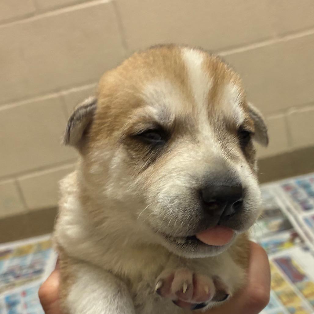 Maggie, Adoptable, Puppy Female Husky.