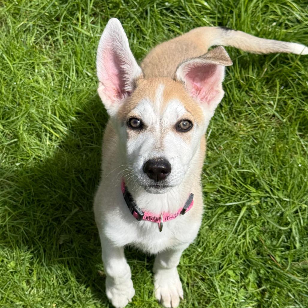 Enlarge Maggie, a Adoptable Husky in New Fairfield, CT image 2/6