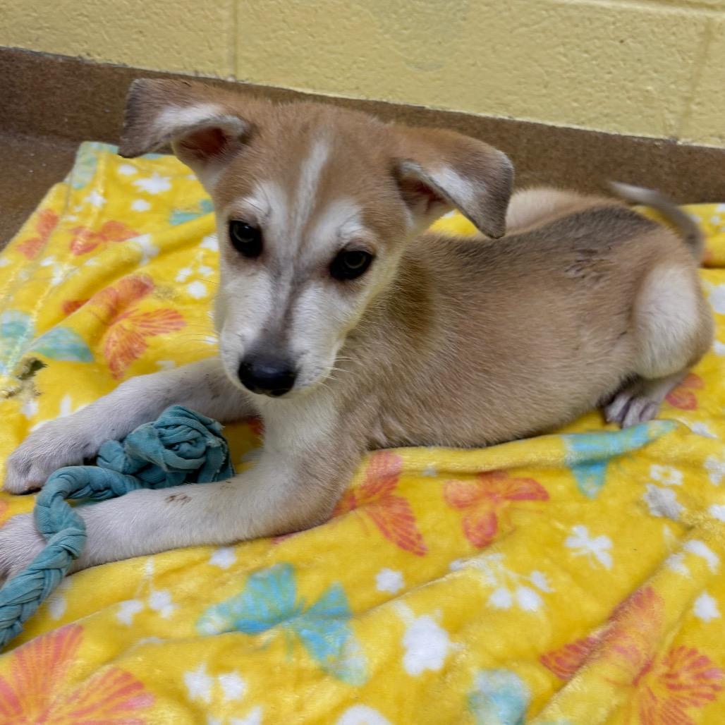 Enlarge Maggie, a Adoptable Husky in New Fairfield, CT image 3/6