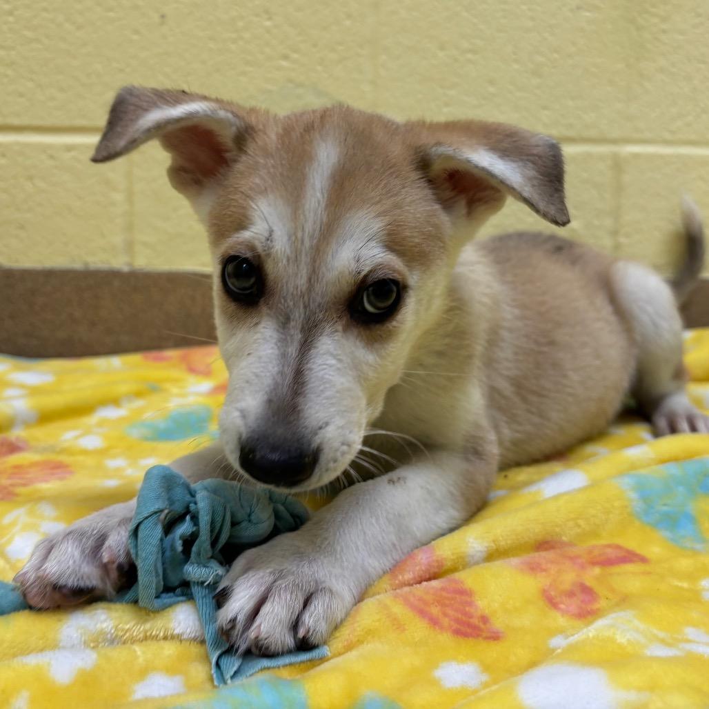 Enlarge Maggie, a Adoptable Husky in New Fairfield, CT image 4/6