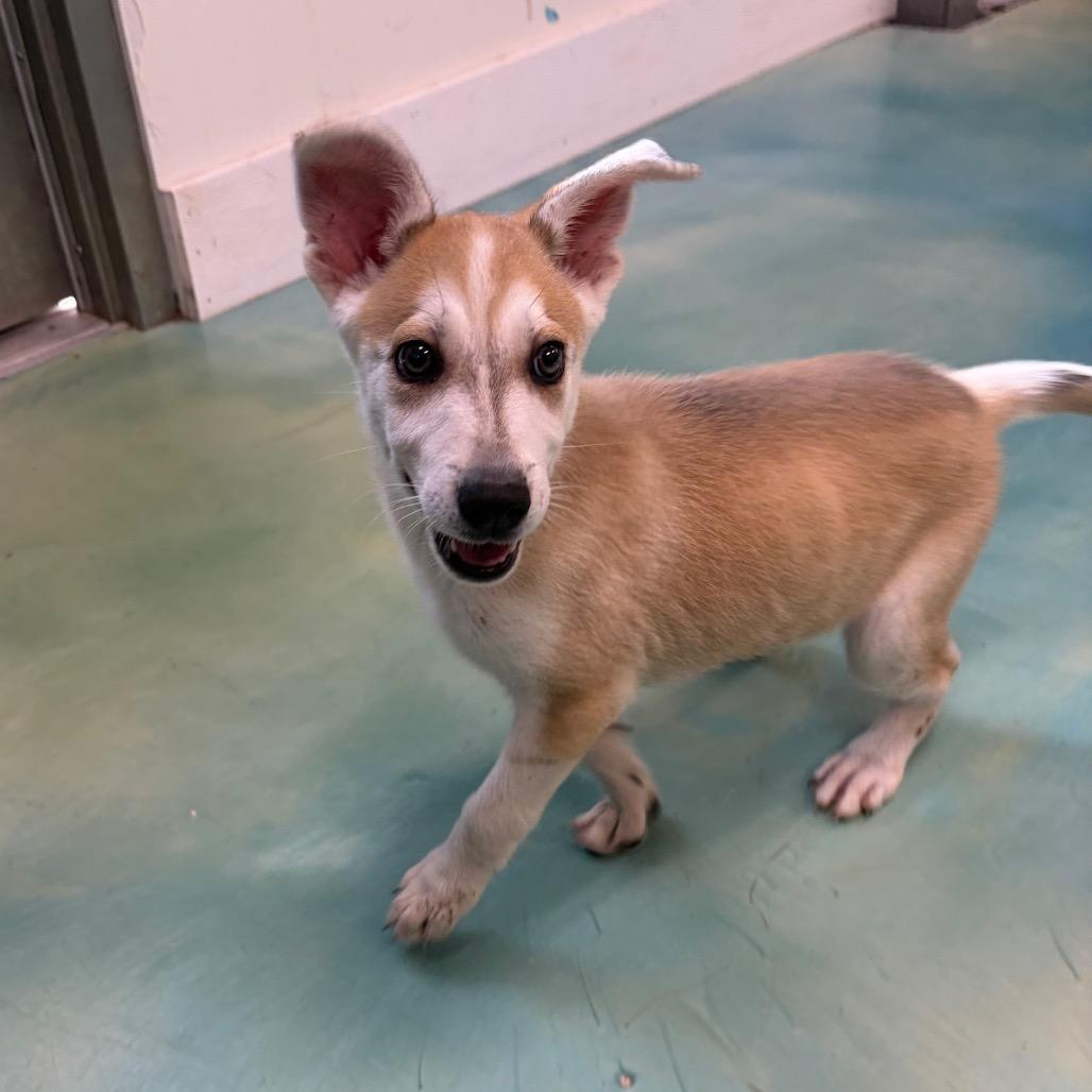 Enlarge Maggie, a Adoptable Husky in New Fairfield, CT image 5/6