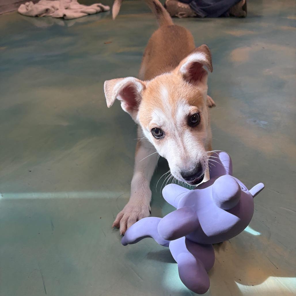 Enlarge Maggie, a Adoptable Husky in New Fairfield, CT image 6/6