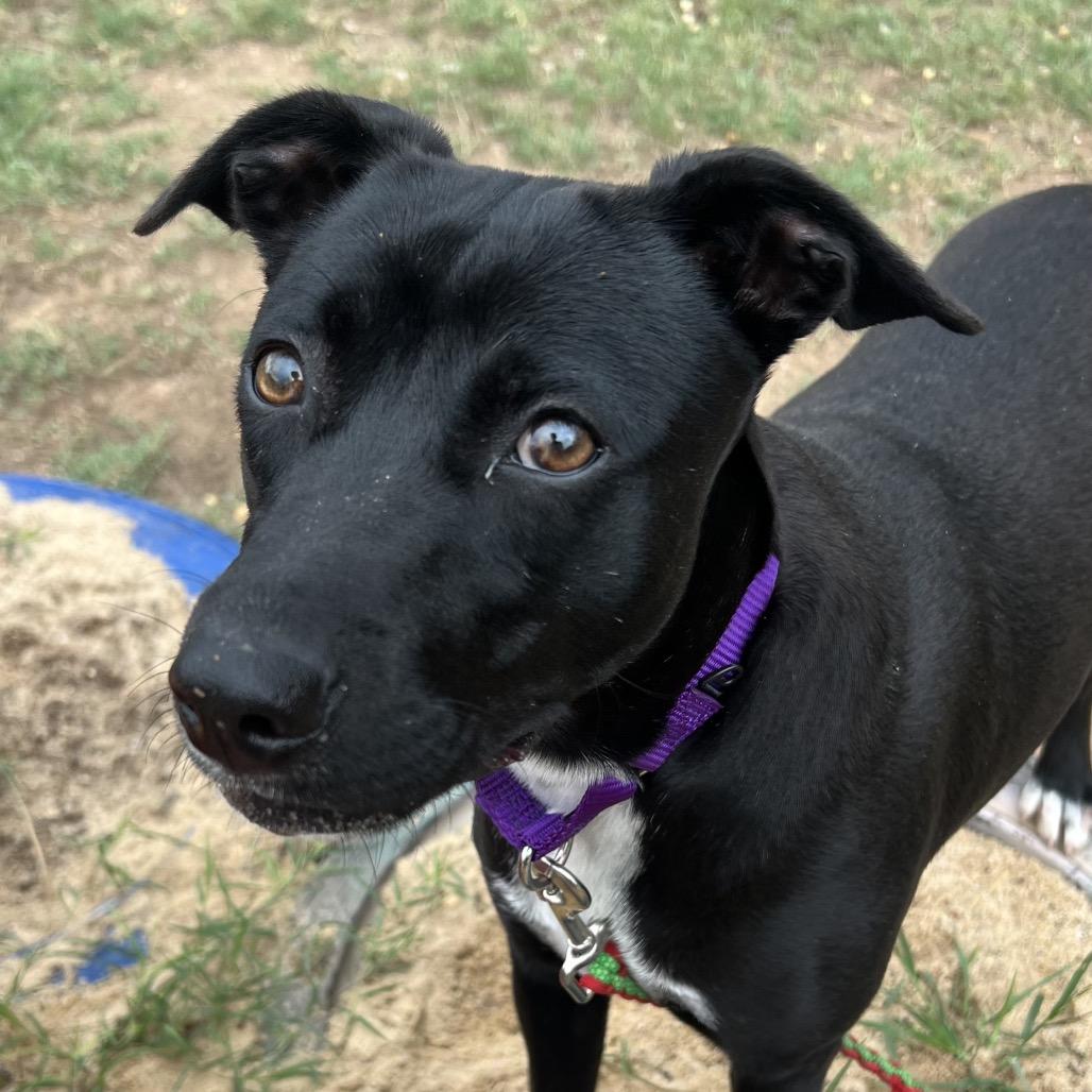 Zest — thumbnail 3