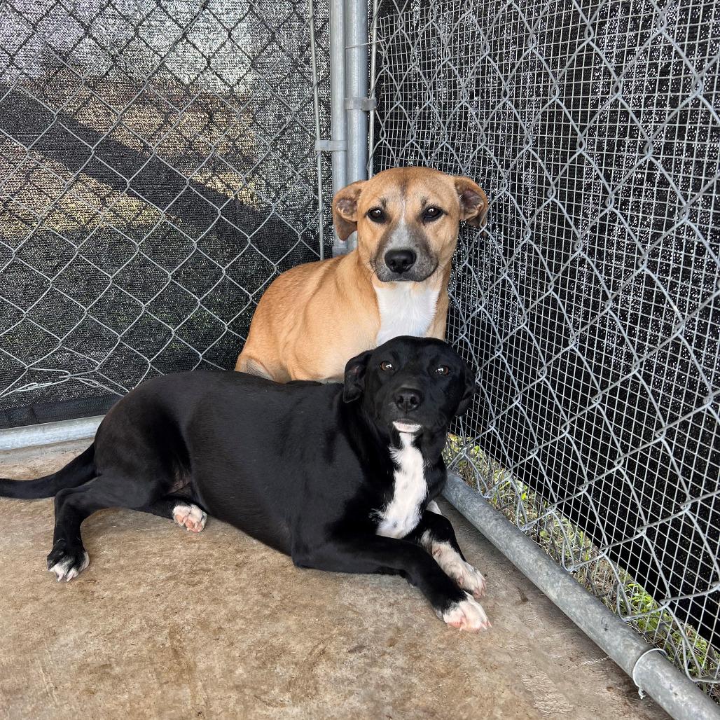 Zest — thumbnail 4