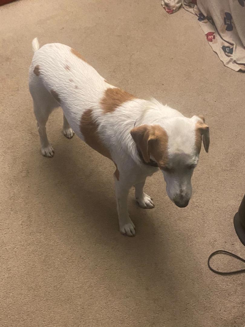 Peanutbutter, Adoptable, Adult Male Spaniel.