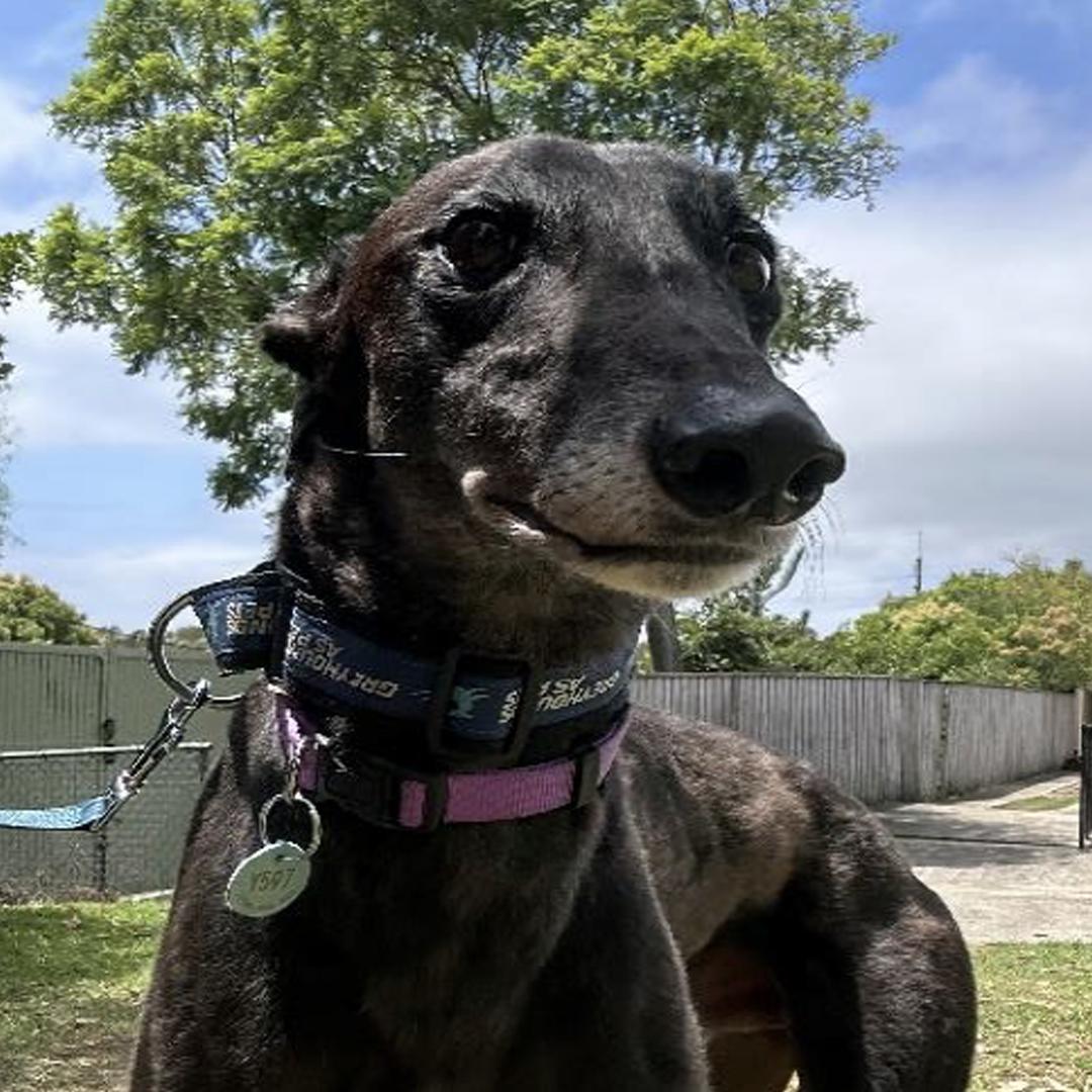 Enlarge Benny, a ADOPTABLE Greyhound in Orange, CT image 3/4