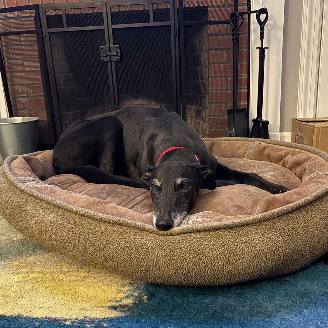 Enlarge Benny, a ADOPTABLE Greyhound in Orange, CT image 2/4