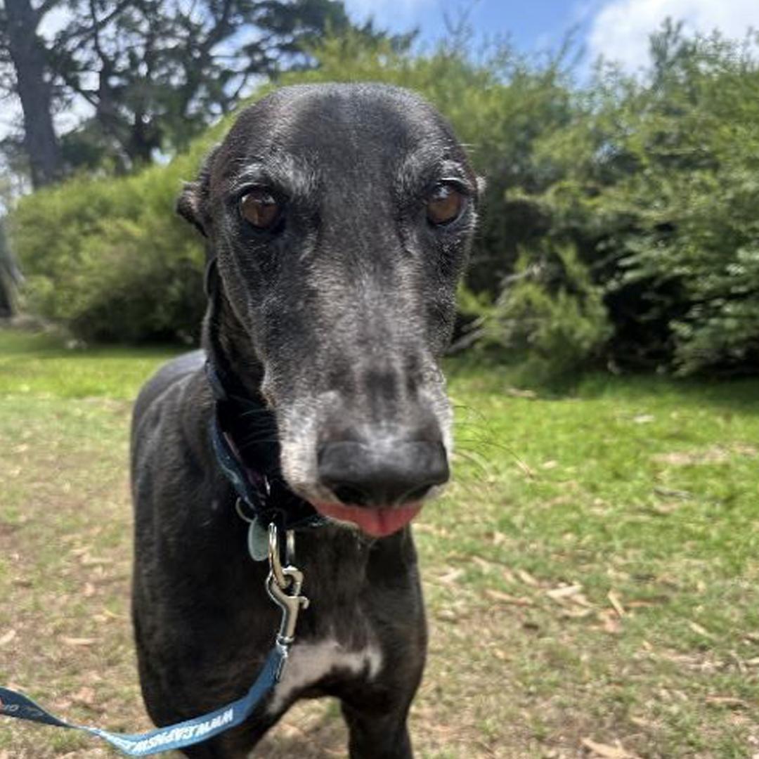 Benny, ADOPTABLE, Adult Male Greyhound.