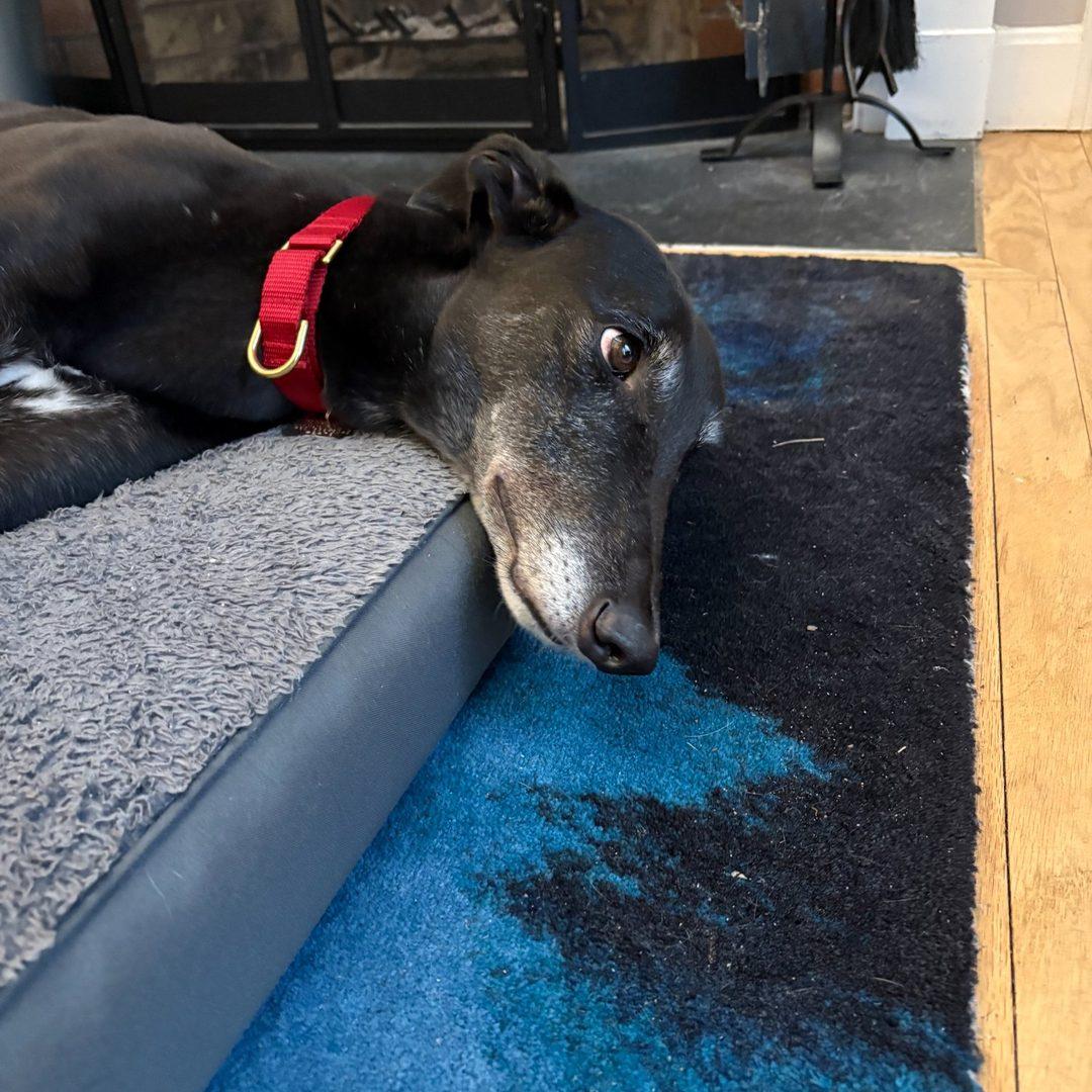 Enlarge Benny, a ADOPTABLE Greyhound in Orange, CT image 4/4