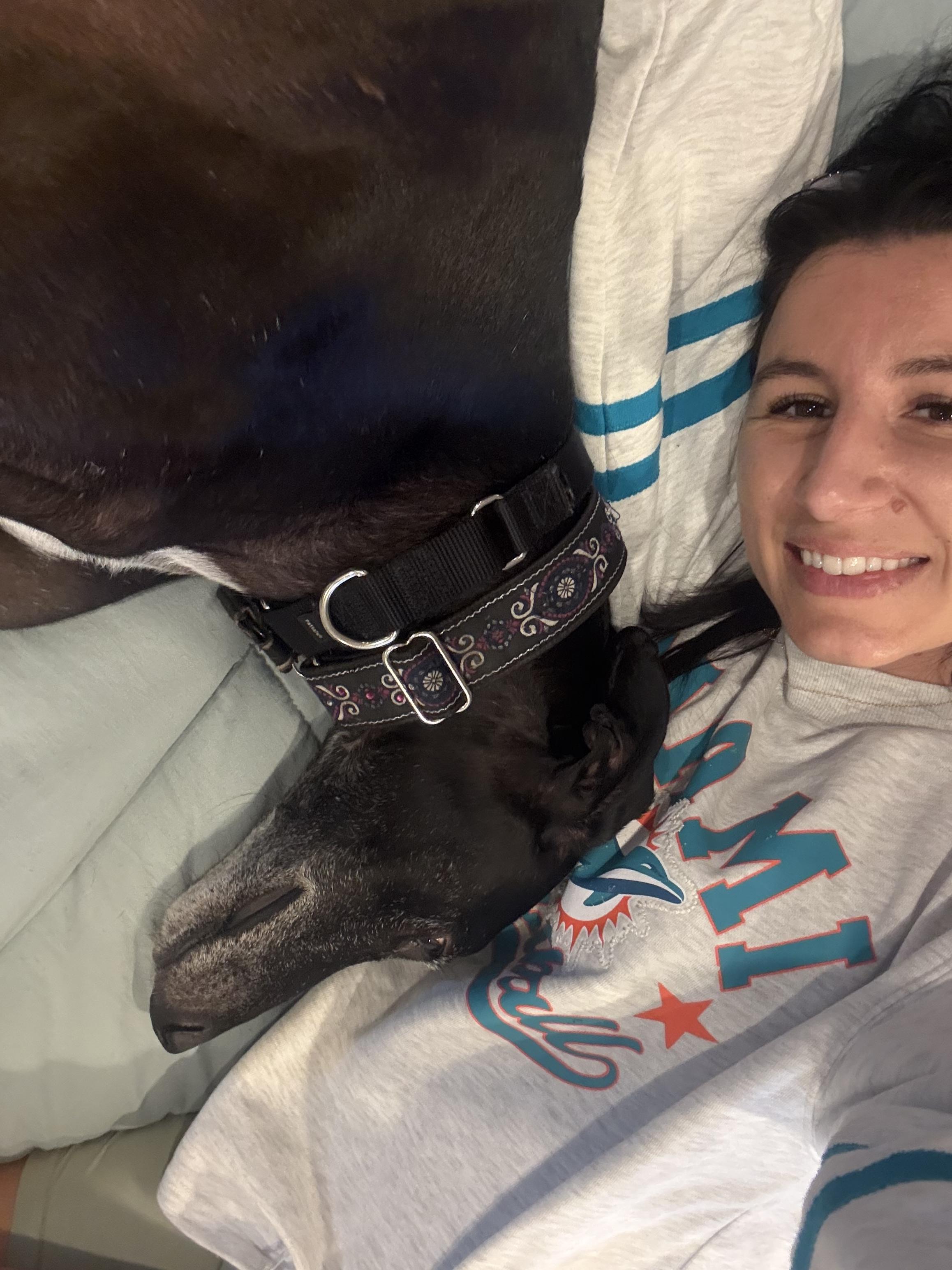 Sovi, ADOPTABLE, Young Male Galgo Spanish Greyhound.