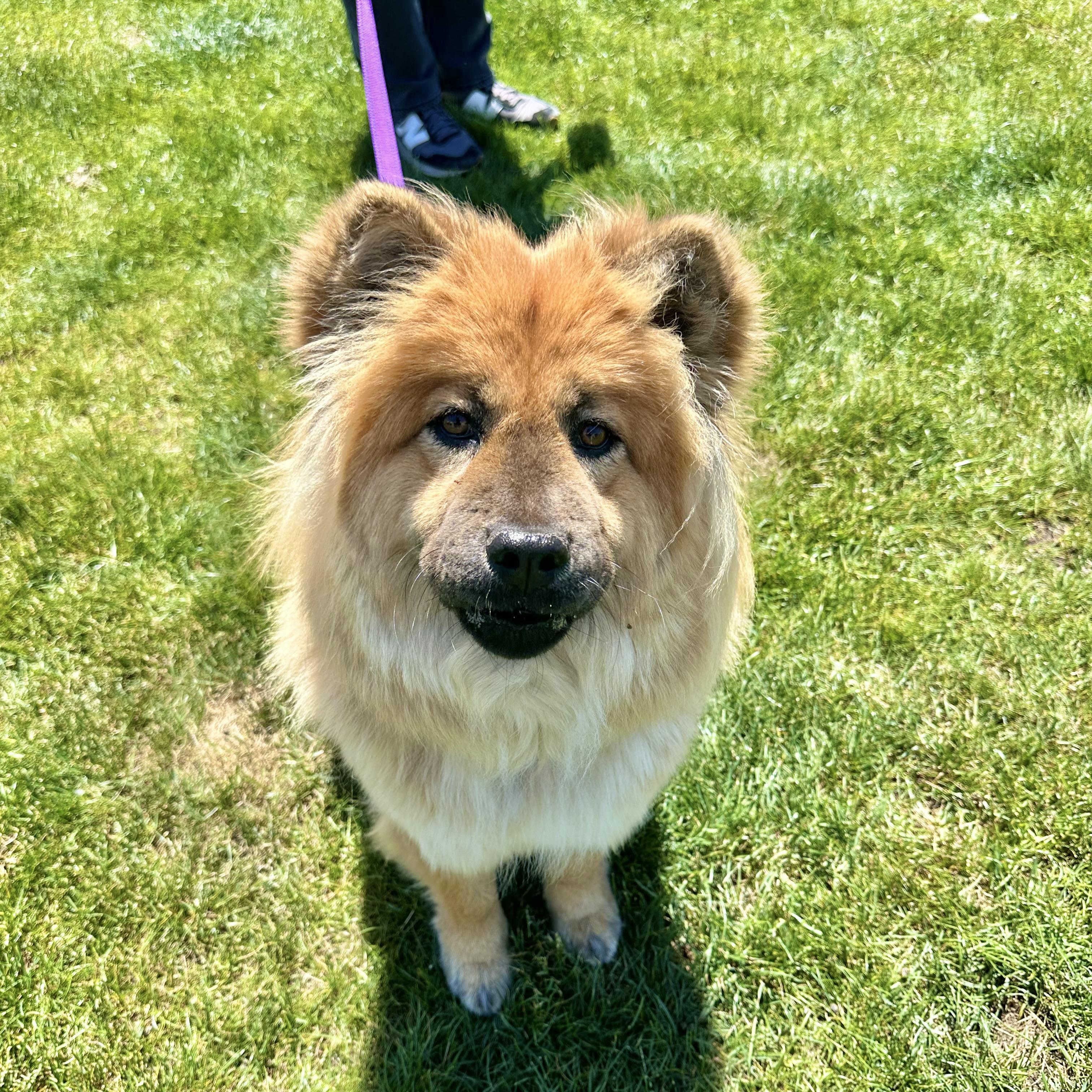 Enlarge Ursa, a ADOPTABLE Chow Chow in Sammamish, WA image 4/6