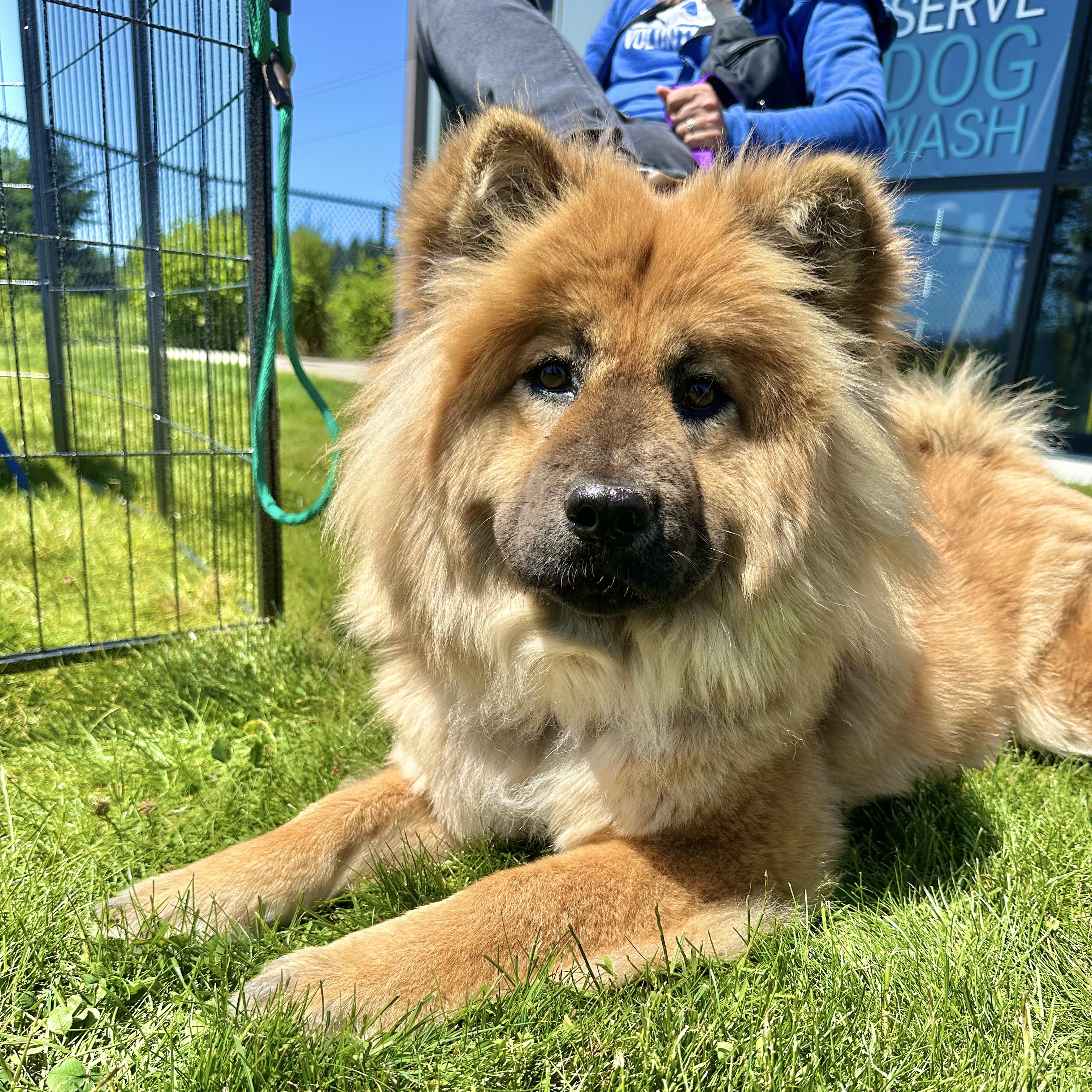 Enlarge Ursa, a ADOPTABLE Chow Chow in Sammamish, WA image 1/6