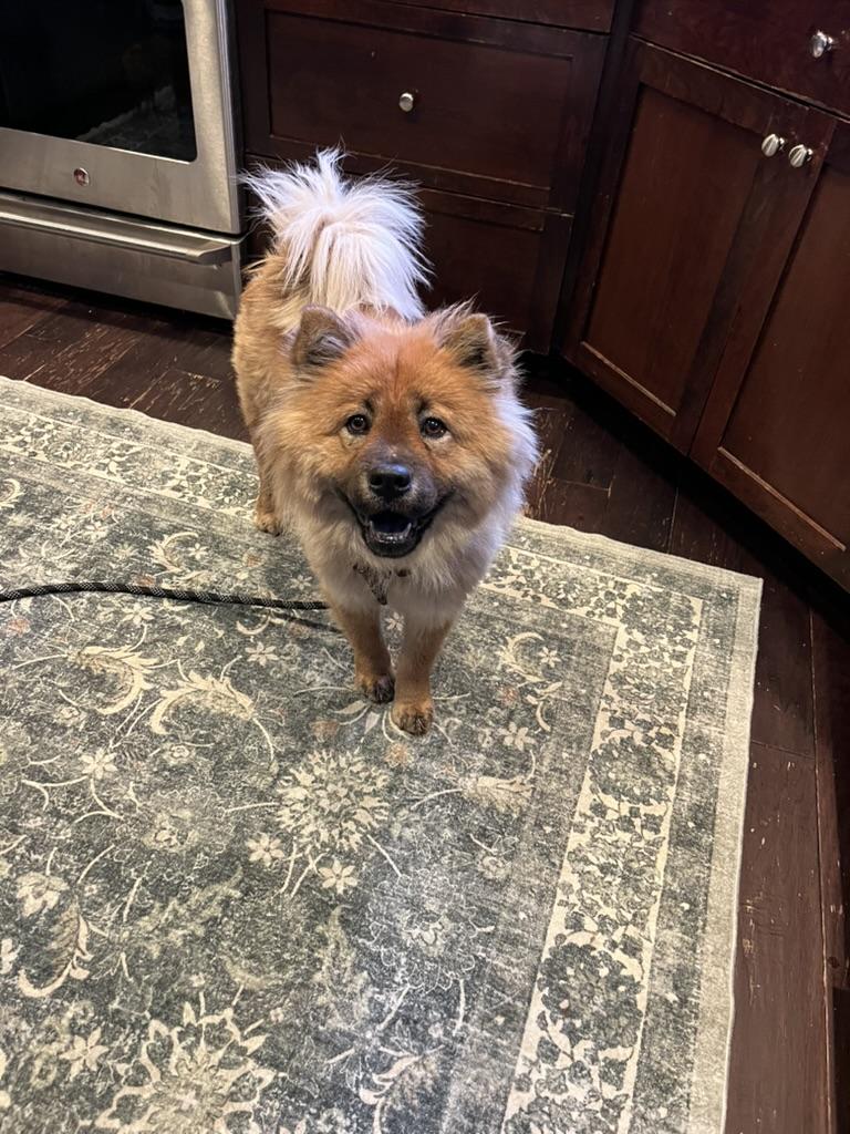 Enlarge Ursa, a ADOPTABLE Chow Chow in Sammamish, WA image 1/3