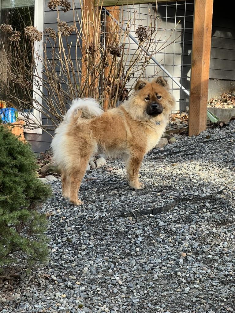 Enlarge Ursa, a ADOPTABLE Chow Chow in Sammamish, WA image 2/3