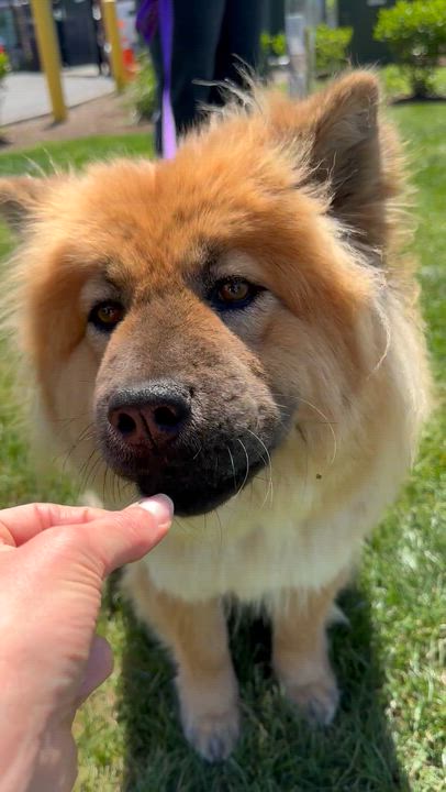 Enlarge Ursa, a ADOPTABLE Chow Chow in Sammamish, WA video 3/6