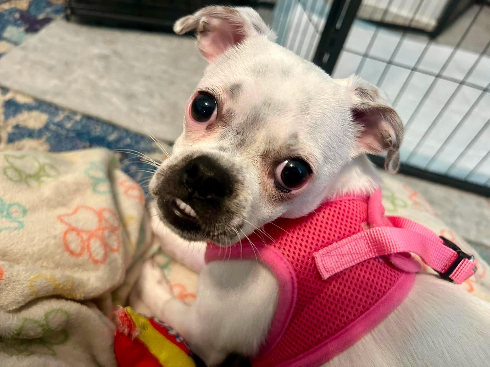 Enlarge Dova, a Adopted mixed breed in Overland Park, KS image 5/6