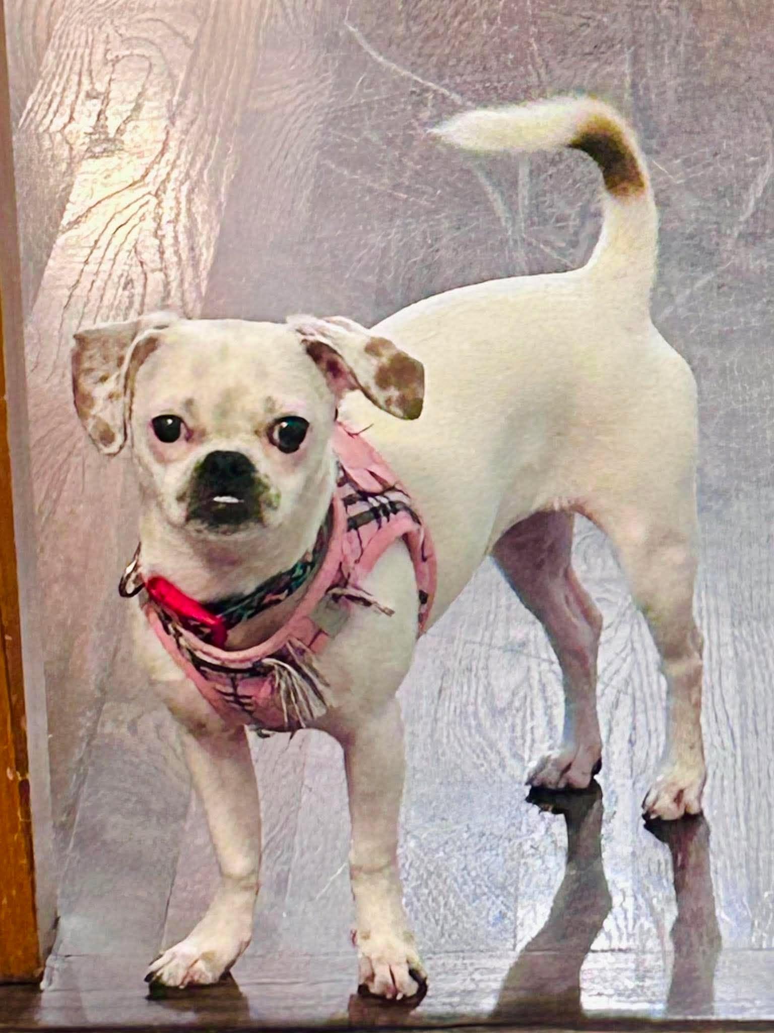 Enlarge Dova, a Adopted mixed breed in Overland Park, KS image 2/6