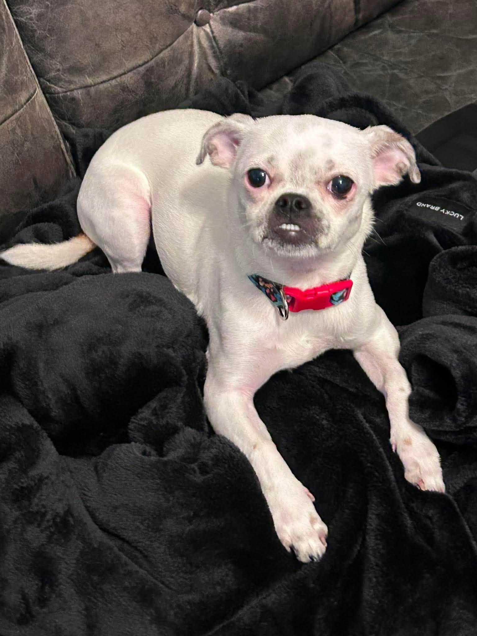 Dova, Adopted, Young Female Pug & Chihuahua.