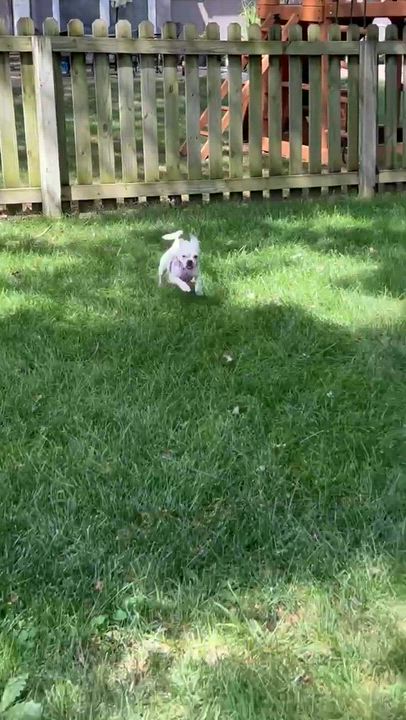 Enlarge Dova, a Adopted mixed breed in Overland Park, KS video 6/6