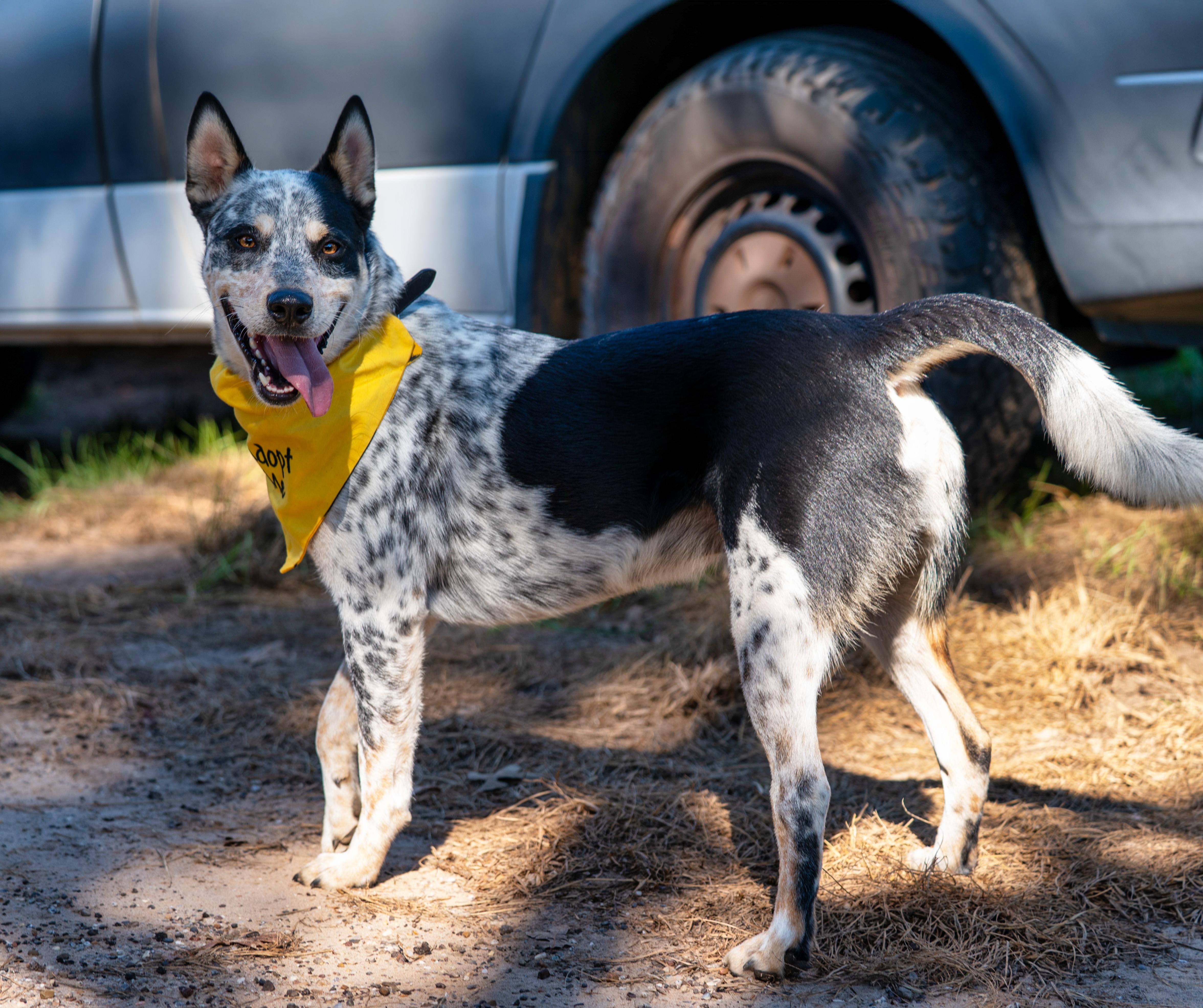 Enlarge Archer, a Adopted mixed breed in Michigan City, IN image 6/6