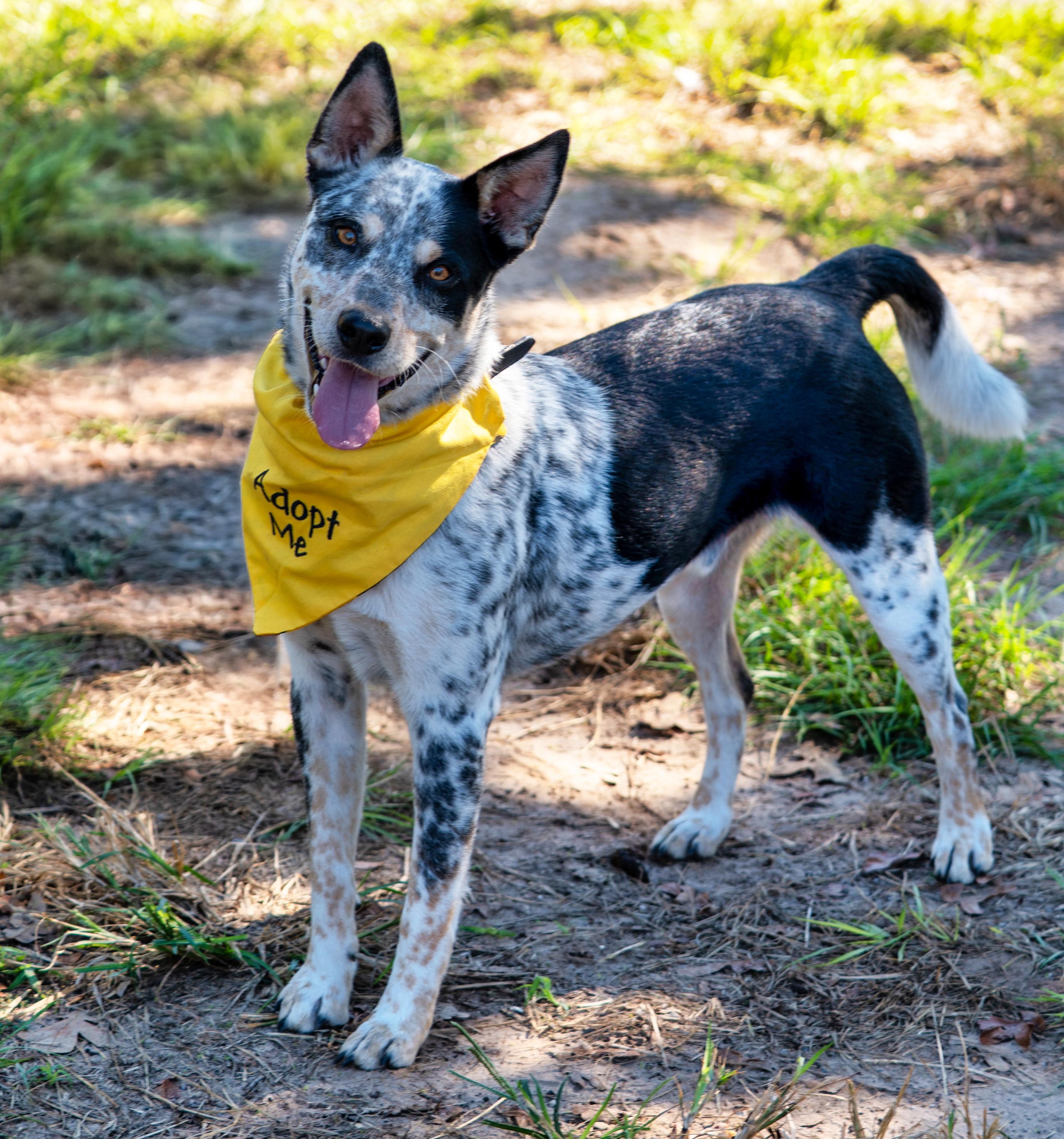 Enlarge Archer, a Adopted mixed breed in Michigan City, IN image 5/6
