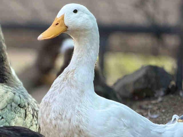 Enlarge ORION, a Adoptable Duck in Bonita, CA image 1/1