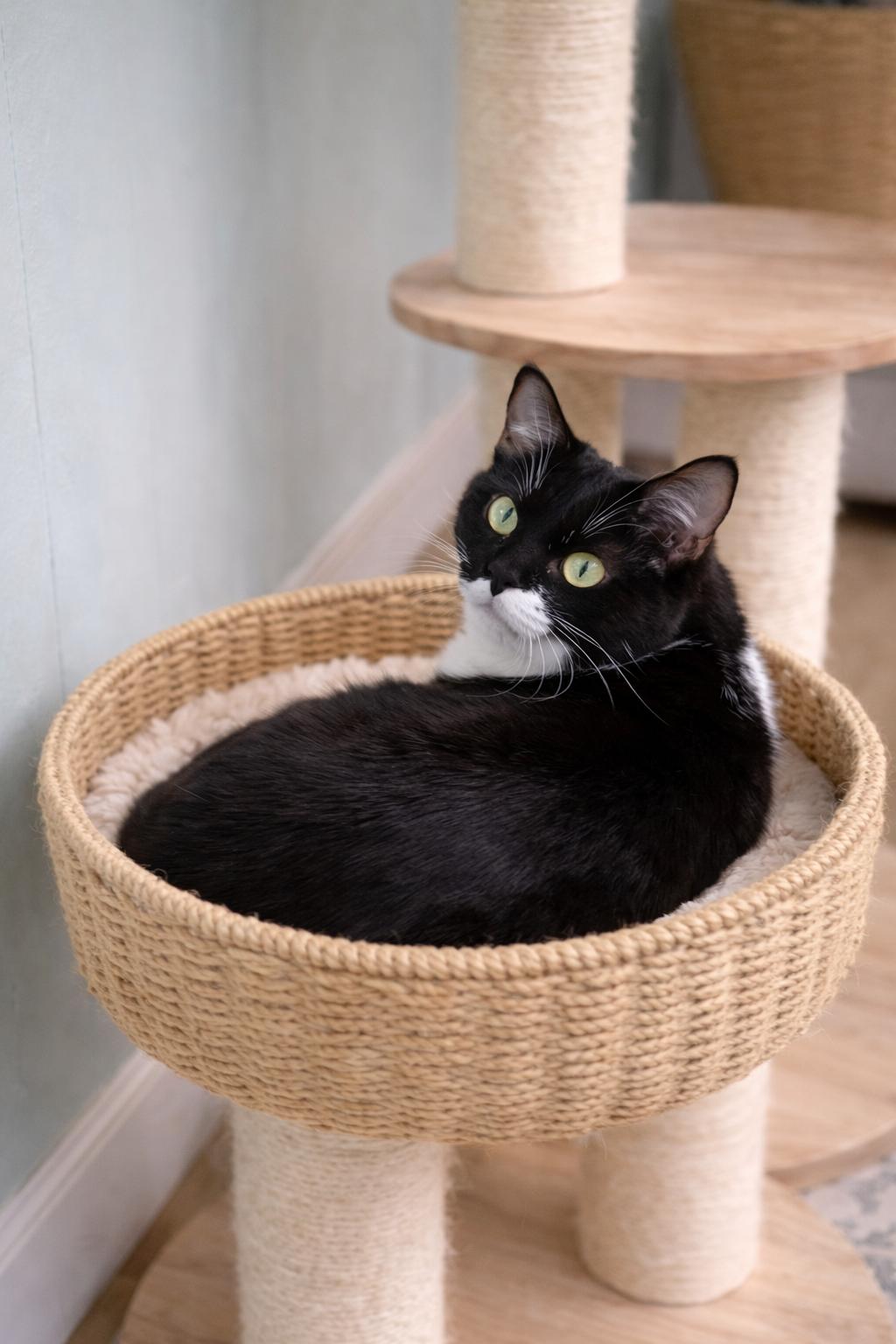 Enlarge Campbell, a ADOPTABLE Domestic Short Hair in Millington, TN image 3/3