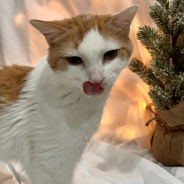 Squash, a Adoptable Domestic Short Hair in North Huntingdon, PA image 2/3