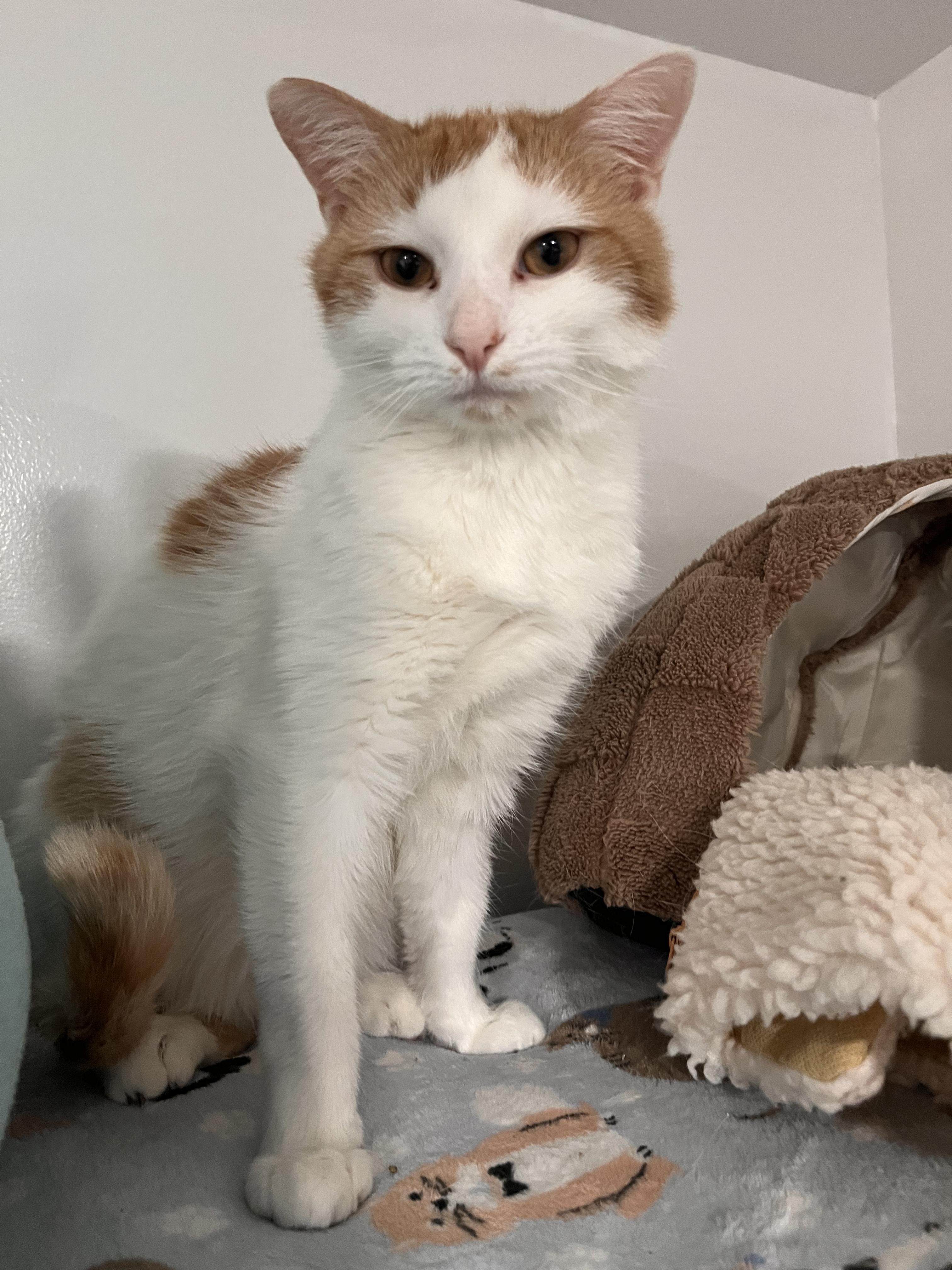 Squash, a Adoptable Domestic Short Hair in North Huntingdon, PA image 1/3