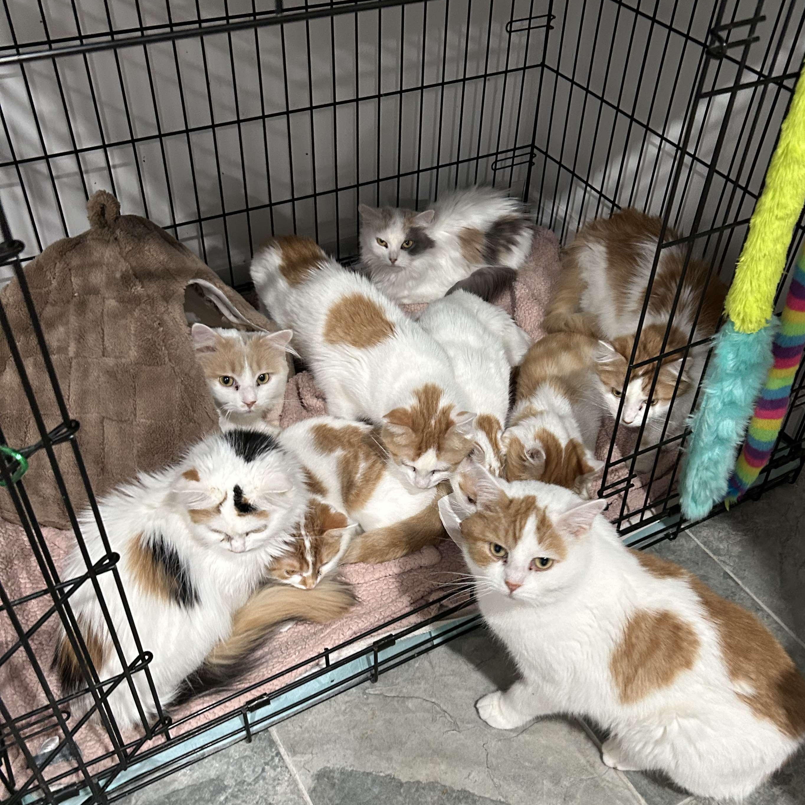 Squash, a Adoptable Domestic Short Hair in North Huntingdon, PA image 3/3