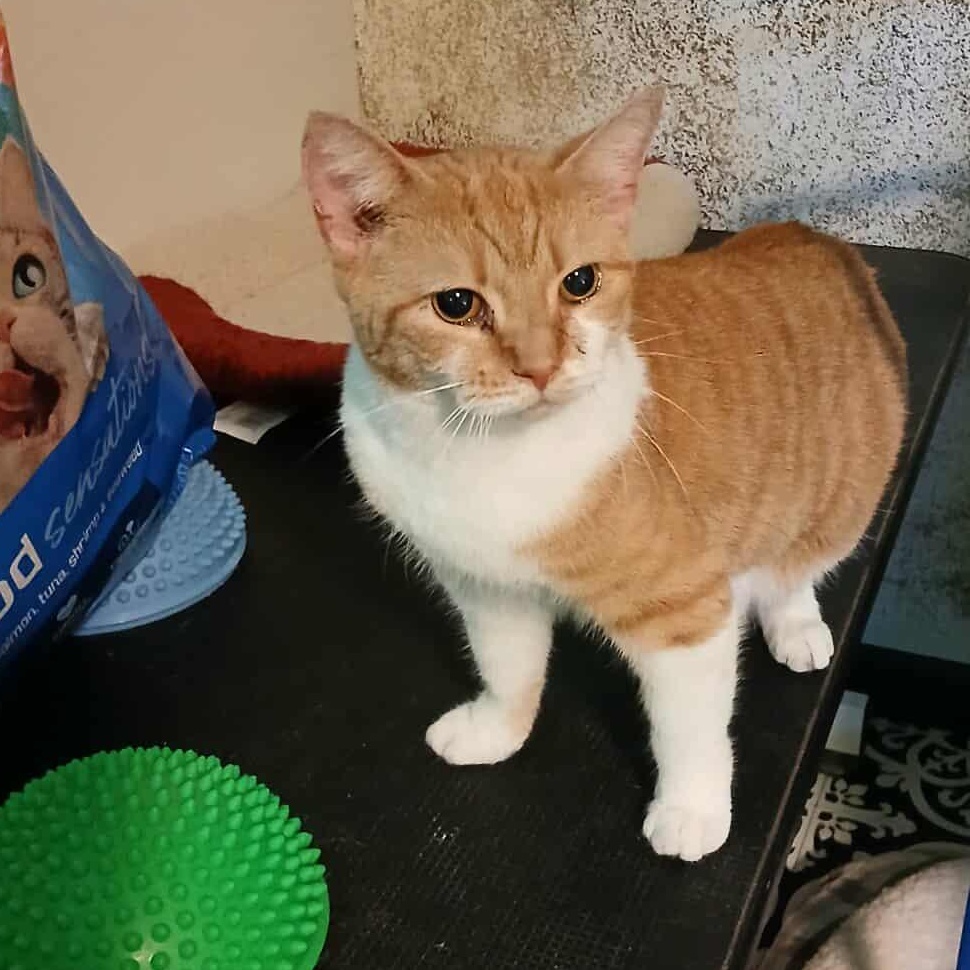 Peach, a Adoptable Domestic Short Hair in Saugerties, NY image 4/6