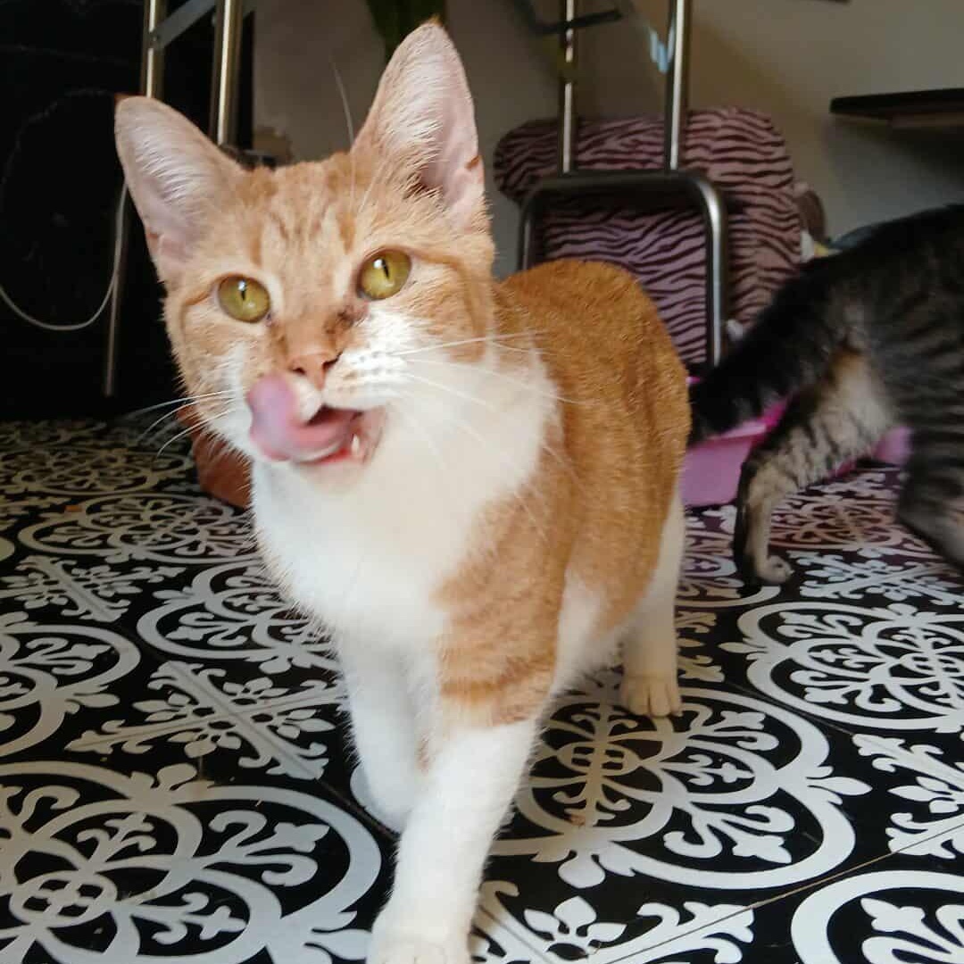 Peach, Adoptable, Young Female Domestic Short Hair.