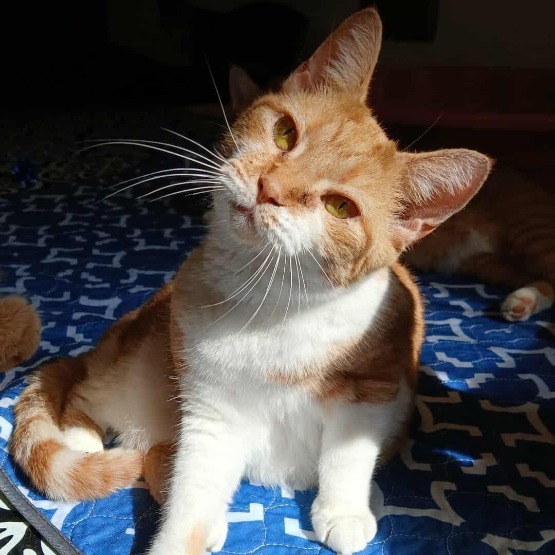 Peach, a Adoptable Domestic Short Hair in Saugerties, NY image 3/6