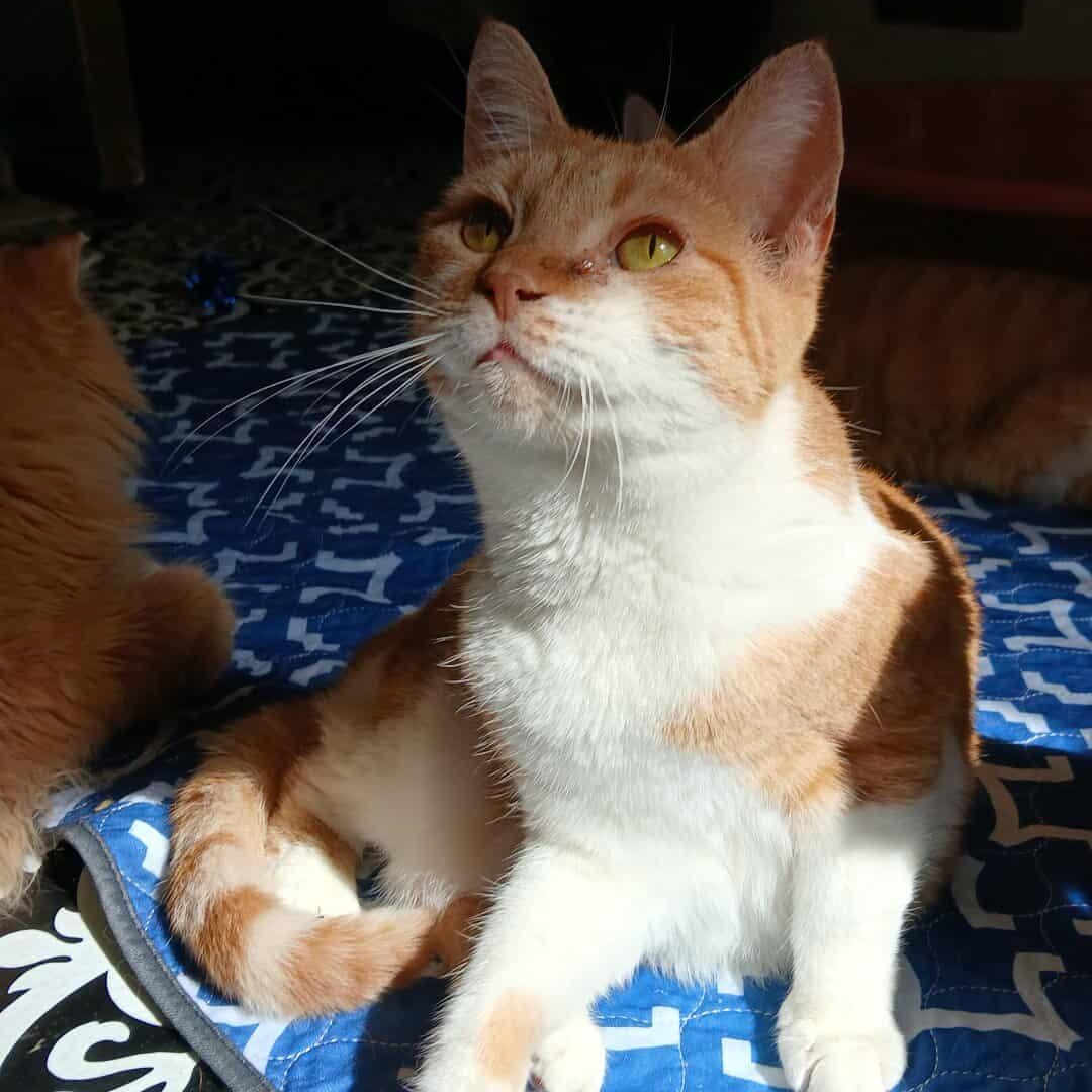 Peach, a Adoptable Domestic Short Hair in Saugerties, NY image 6/6