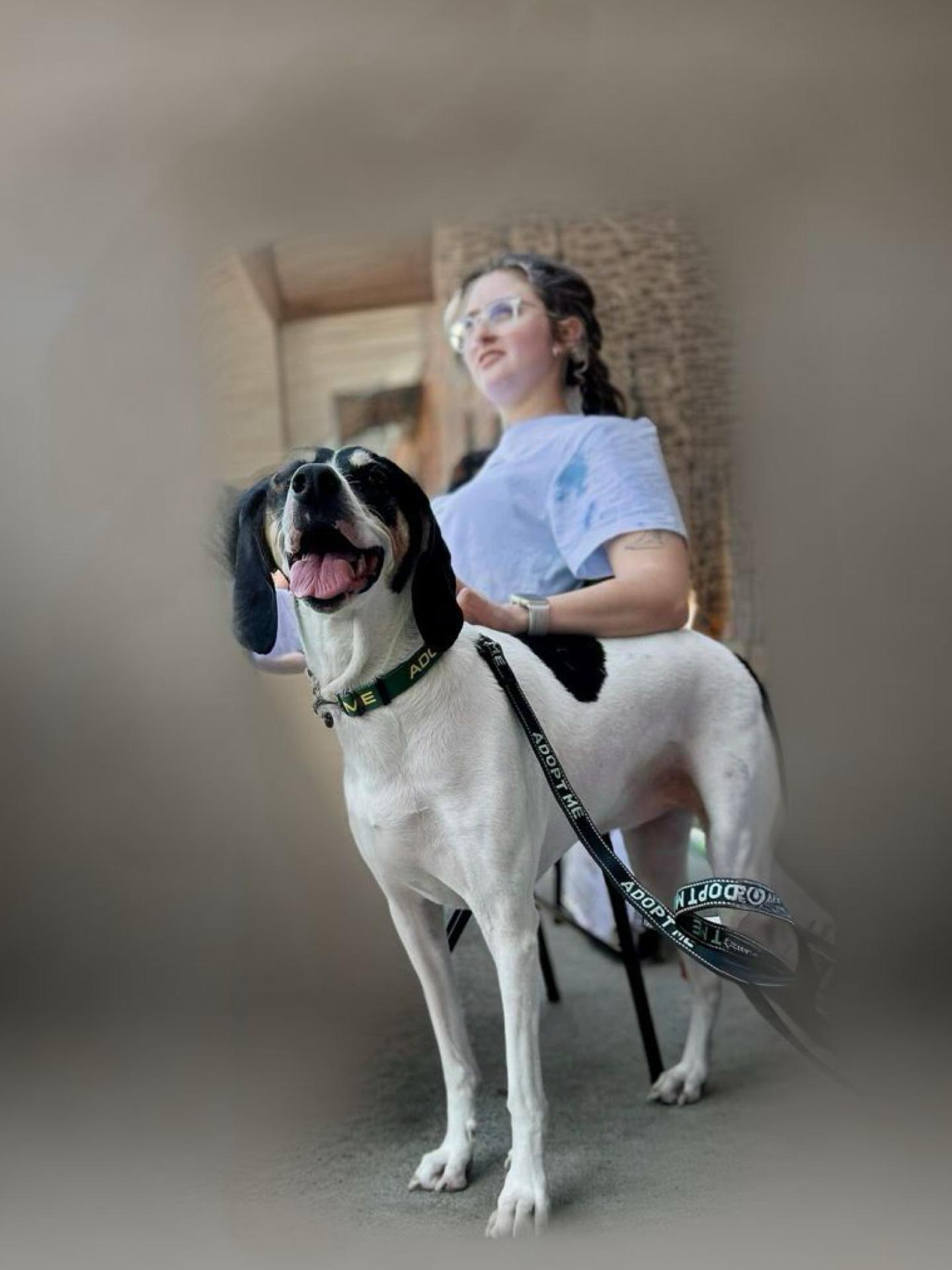 ALICE, a Adoptable Hound in Franklin, KY image 2/5